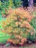 Japán juhar - Acer palmatum "Koto-no-ito" K7,5