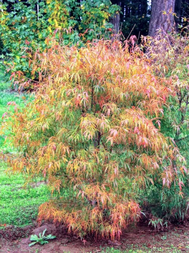 Japán juhar - Acer palmatum "Koto-no-ito" K7,5