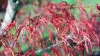 Japán juhar - Acer palmatum "Koto-no-ito" K7,5