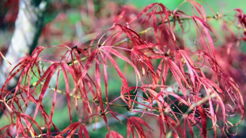 Japán juhar - Acer palmatum "Koto-no-ito" K7,5