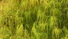 Japán juhar - Acer palmatum "Koto-no-ito" K7,5