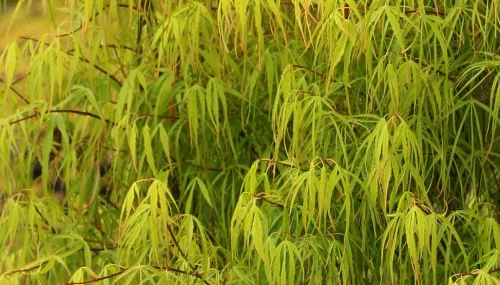 Japán juhar - Acer palmatum "Koto-no-ito" K7,5