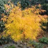 Japán juhar - Acer palmatum "Koto-no-ito" K7,5
