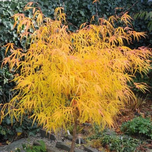 Japán juhar - Acer palmatum "Koto-no-ito" K7,5