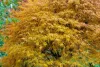 Japán juhar - Acer palmatum "Koto-no-ito" K7,5