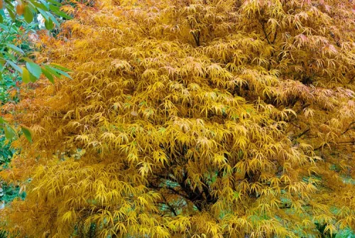 Japán juhar - Acer palmatum "Koto-no-ito" K7,5
