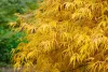 Japán juhar - Acer palmatum "Koto-no-ito" K7,5