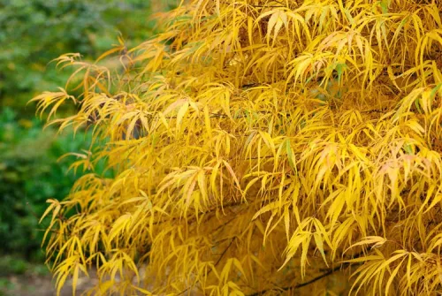 Japán juhar - Acer palmatum "Koto-no-ito" K7,5