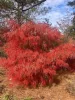 Japán juhar - Acer palmatum "Koto-no-ito" K7,5