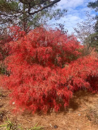 Japán juhar - Acer palmatum "Koto-no-ito" K7,5
