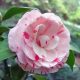 Camellia Japonica "Angela Cocchi" - Japán Kamélia