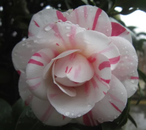 Camellia Japonica "Angela Cocchi" - Japán Kamélia