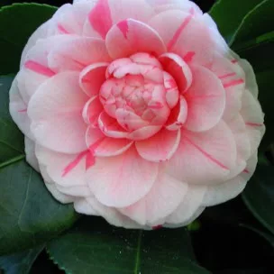 Camellia Japonica "Angela Cocchi" - Japán Kamélia