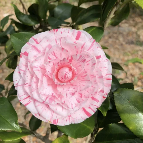 Camellia Japonica "Angela Cocchi" - Japán Kamélia