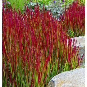 Vörös alangfű - Imperata cylindrica "Red Baron" Cs9