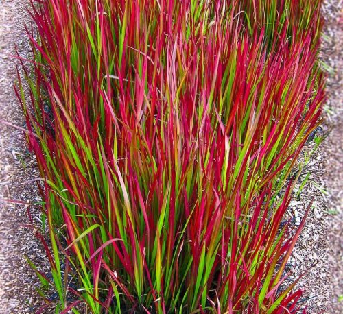 Vörös alangfű - Imperata cylindrica "Red Baron" Cs9
