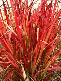 Vörös alangfű - Imperata cylindrica "Red Baron" Cs9