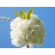 Japán díszcseresznye - Prunus serrulata ‘Shimidsu" Törzs: 120 cm