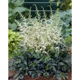 Tollbuga - Astilbe "Snow Spirit"