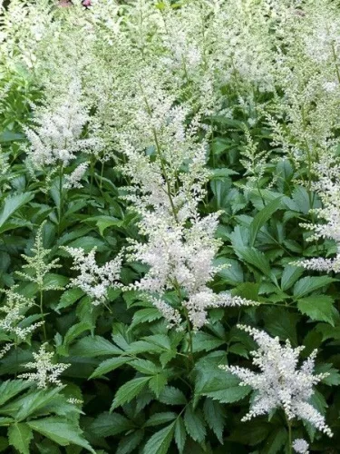 Tollbuga - Astilbe "Snow Spirit"