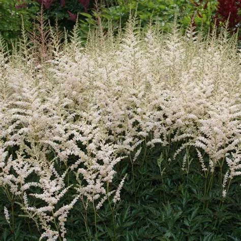 Tollbuga - Astilbe "Snow Spirit"
