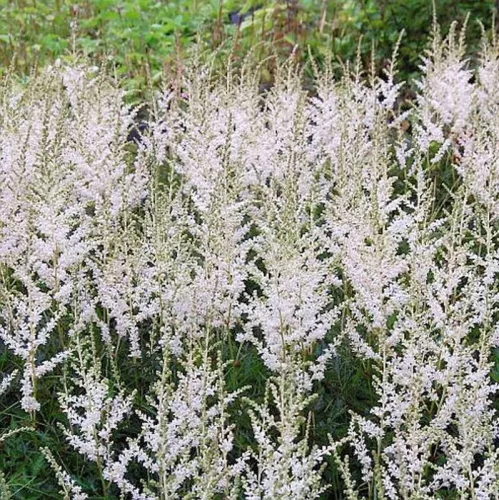 Tollbuga - Astilbe "Snow Spirit"