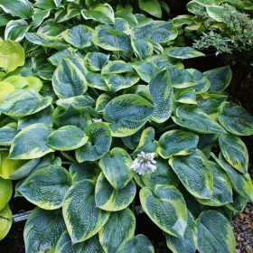 Árnyékliliom - Hosta tokudama flavocircinalis