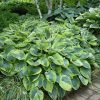 Árnyékliliom - Hosta tokudama flavocircinalis