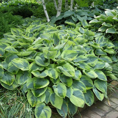 Árnyékliliom - Hosta tokudama flavocircinalis