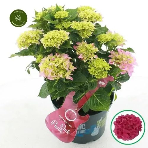 Kerti hortenzia - Hydrangea macrophylla Music Collection "Pink Punk" K5