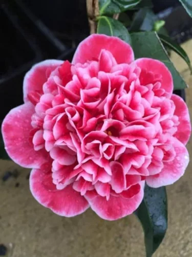 Camelia Japonica "Volunteer" - Japán Kamélia