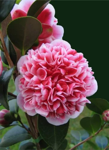Camelia Japonica "Volunteer" - Japán Kamélia