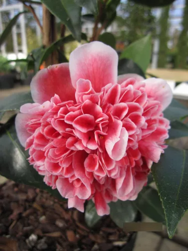 Camelia Japonica "Volunteer" - Japán Kamélia