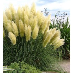 Törpe pampafű - Cortaderia selloana 'Pumila'
