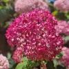 Cserjés Hortenzia - Hydrangea Arborescens "Candybelle Sorbet" K5