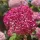 Cserjés Hortenzia - Hydrangea Arborescens "Candybelle Sorbet" K5