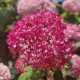 Cserjés Hortenzia - Hydrangea Arborescens "Candybelle Sorbet" K5