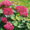 Cserjés Hortenzia - Hydrangea Arborescens "Candybelle Sorbet" K5