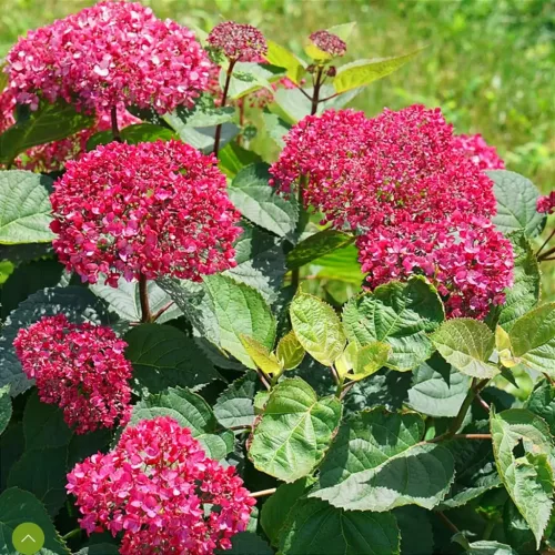 Cserjés Hortenzia - Hydrangea Arborescens "Candybelle Sorbet" K5