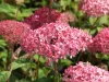 Cserjés Hortenzia - Hydrangea Arborescens "Candybelle Sorbet" K5