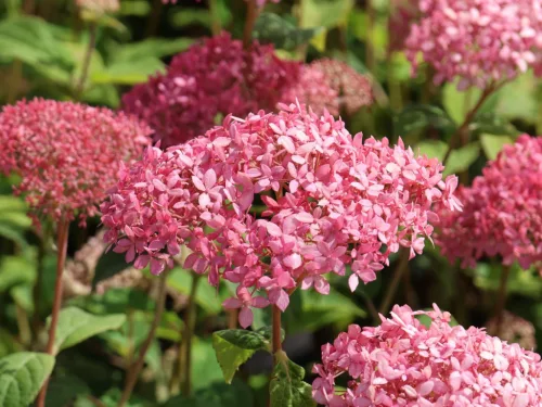Cserjés Hortenzia - Hydrangea Arborescens "Candybelle Sorbet" K5