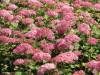 Cserjés Hortenzia - Hydrangea Arborescens "Candybelle Sorbet" K5