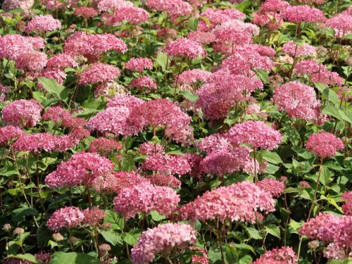 Cserjés Hortenzia - Hydrangea Arborescens "Candybelle Sorbet" K5