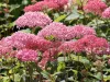 Cserjés Hortenzia - Hydrangea Arborescens "Candybelle Sorbet" K5