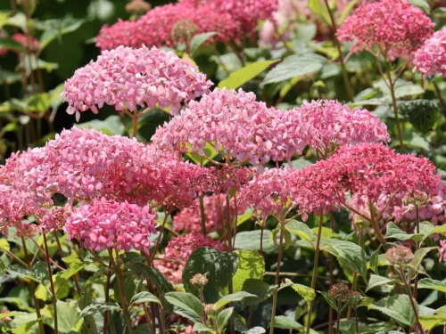 Cserjés Hortenzia - Hydrangea Arborescens "Candybelle Sorbet" K5