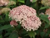 Cserjés Hortenzia - Hydrangea Arborescens "Candybelle Sorbet" K5