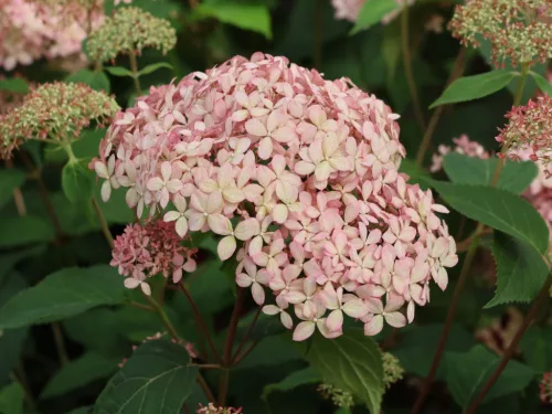 Cserjés Hortenzia - Hydrangea Arborescens "Candybelle Sorbet" K5