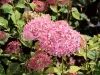 Cserjés Hortenzia - Hydrangea Arborescens "Candybelle Sorbet" K5