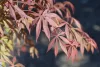 Japán juhar - Acer palmatum "Skeeters Broom"