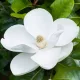 Örökzöld magnolia - Magnolia Grandiflora K2